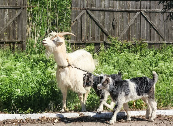 귀여운 재미 염소 농장에 응시 — 스톡 사진