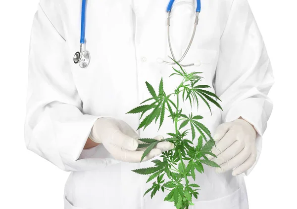 Doctor sosteniendo planta de cáñamo — Foto de Stock