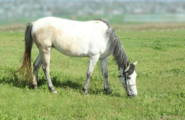 Horse grazing on green grass — Stock Photo, Image