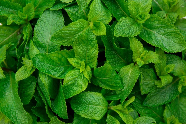 Menta verde fresca — Foto Stock