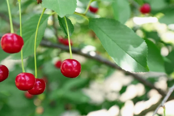 Branch with cherry berries — Stock Photo, Image