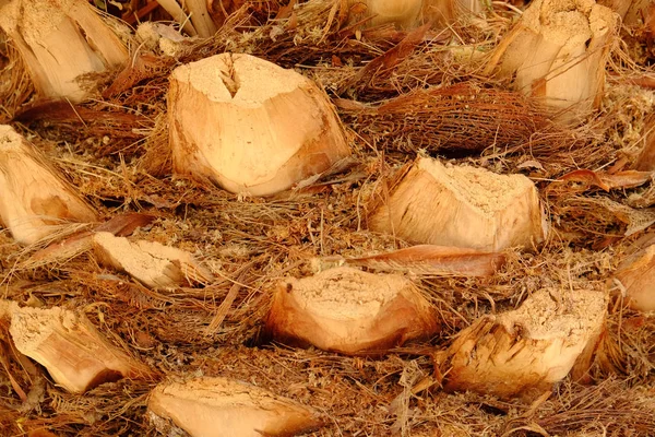 Trunks of palm tree — Stock Photo, Image