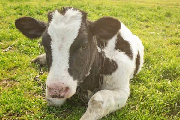 Mignonne vache couchée sur l'herbe verte — Photo