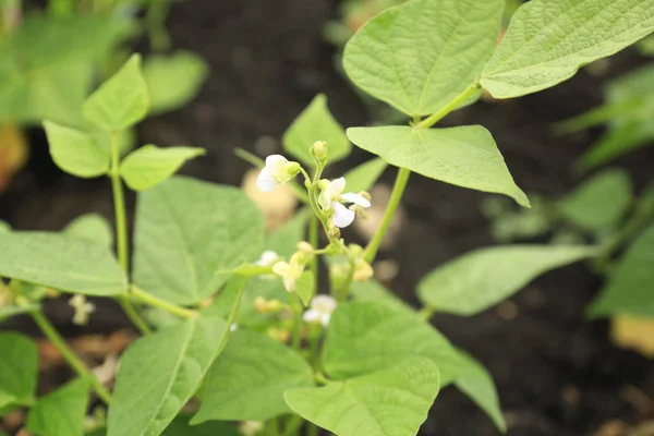 庭で若い豆花 — ストック写真