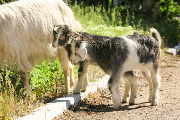 Ładny zabawny kozy, patrząc na farmie — Zdjęcie stockowe
