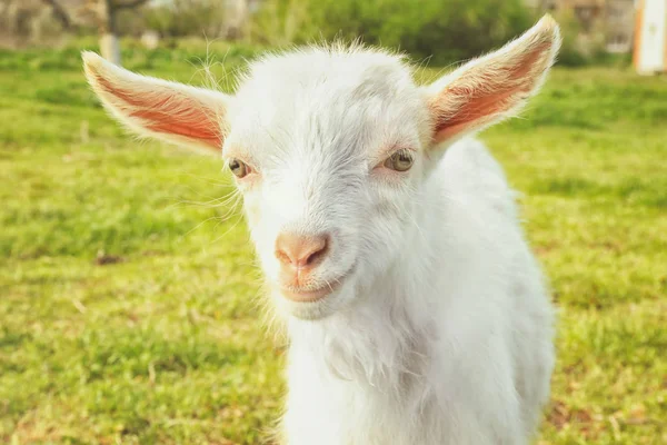 Sevimli küçük keçi — Stok fotoğraf