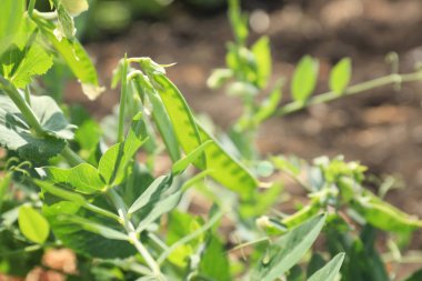 Yeşil fasulye çalılar 