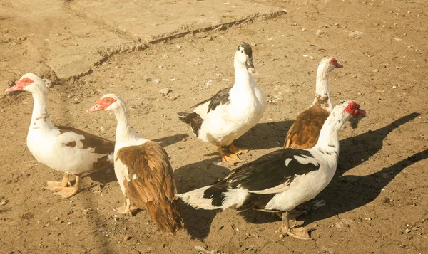 Baromfi udvarban a napos kacsák — Stock Fotó