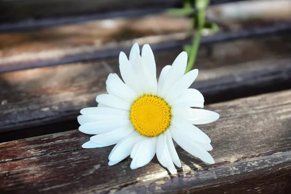Belle fleur de camomille — Photo