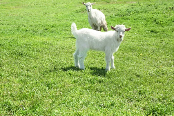 Cute goats on green meadow — Stock Photo, Image