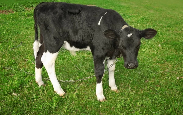 可爱的小牛犊在绿草上吃草 — 图库照片