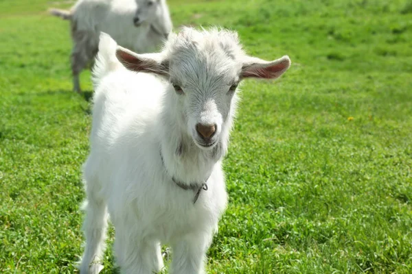 Симпатичні маленькі кози — стокове фото
