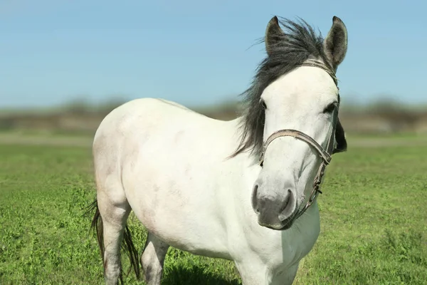 Pferd weidet auf grünem Gras — Stockfoto