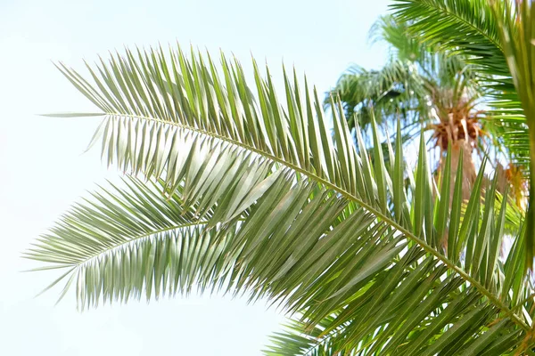 Tropikal yeşil palmiye ağaçları