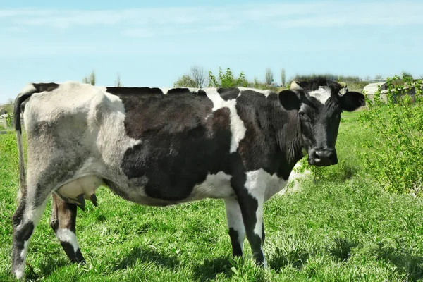 Мила корова на траві — стокове фото