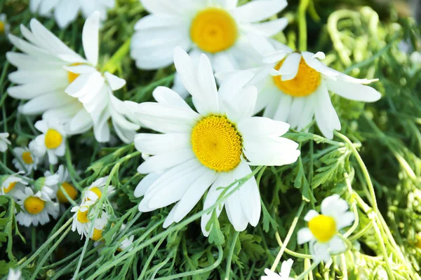 Bellissimi fiori di camomilla — Foto Stock