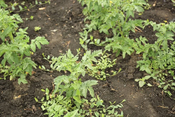 Junge Tomatenpflanzen im Garten — Stockfoto