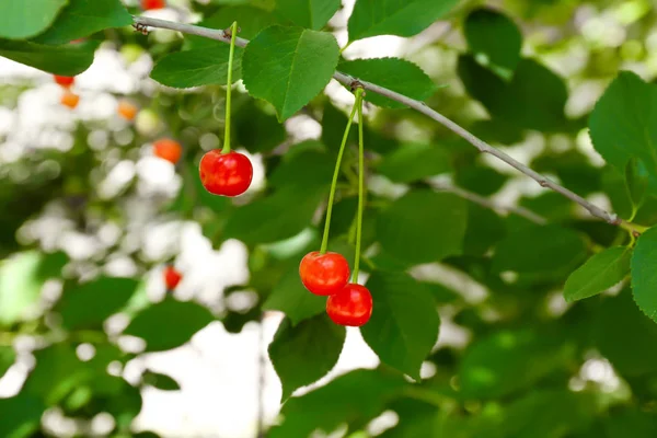Branch with cherry berries — Stock Photo, Image