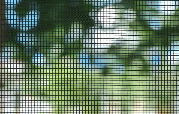 Зеленый комар — стоковое фото