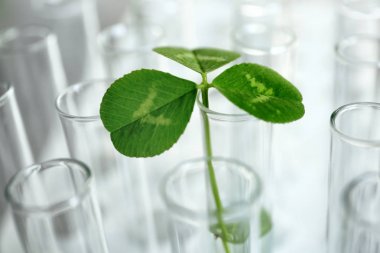 test tüpü içinde bitki  