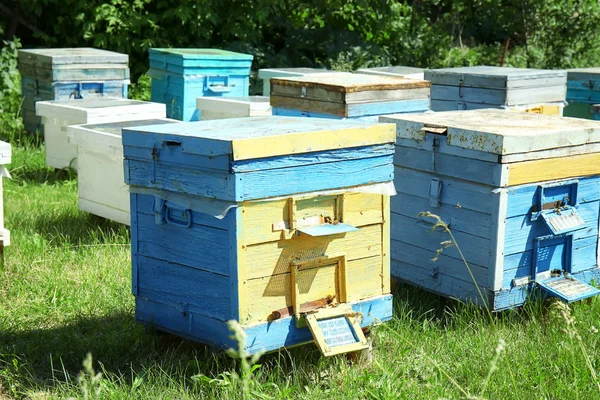 Bienenstöcke auf grünem Rasen — Stockfoto
