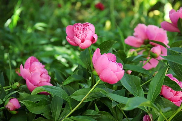 güzel Şakayık çiçekleri  