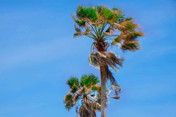 Tropické zelené palmy — Stock fotografie