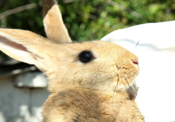 Man holding adorable domestic rabbit outdoors, closeup