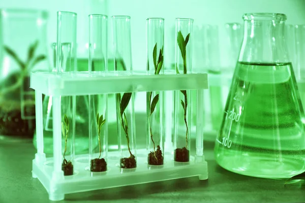 Tubos de ensayo con plantas — Foto de Stock