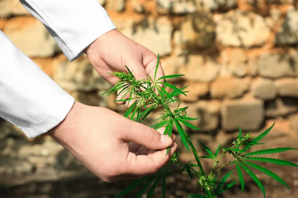 Manos humanas con arbusto de cannabis al aire libre — Foto de Stock