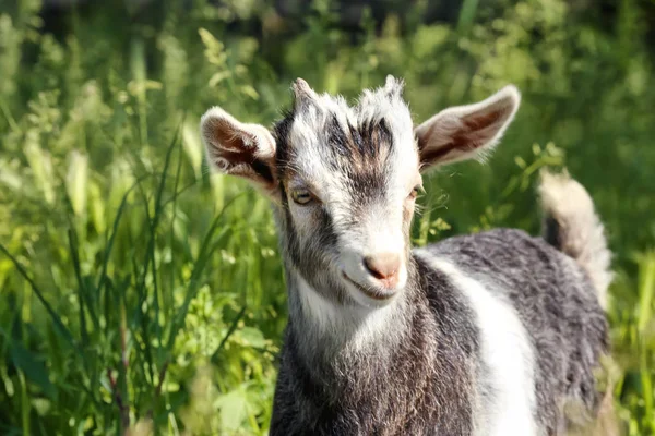 Güneşli bir gün açık havada şirin komik çocuk