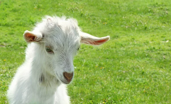 Cute little goat — Stock Photo, Image