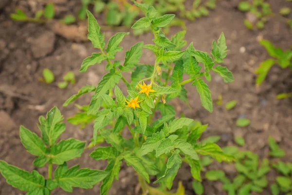 Arbustos de tomate verde — Foto de Stock