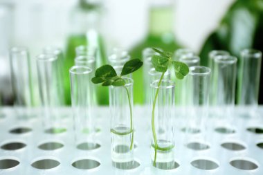 Plants in test tubes 