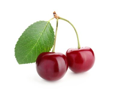 Kırmızı kiraz yaprağı