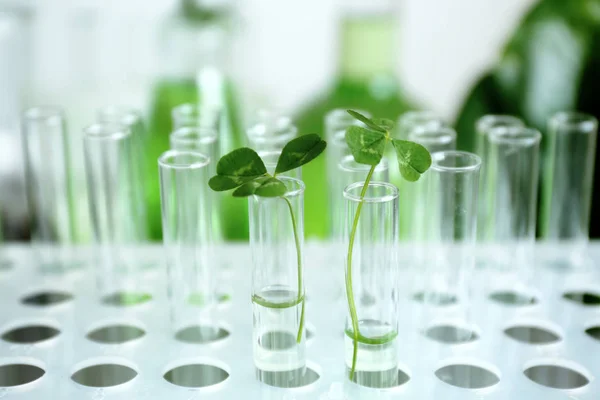 Plants in test tubes — Stok fotoğraf