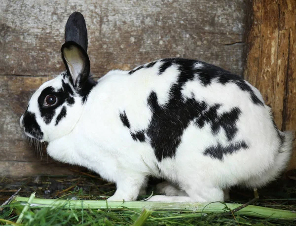 Adorabile coniglio domestico in hutch — Foto Stock