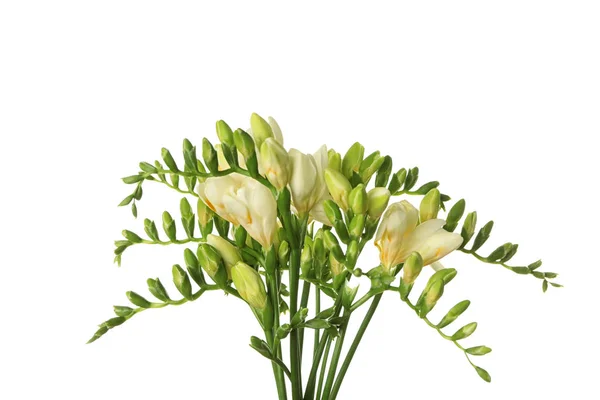 Belas flores freesia — Fotografia de Stock