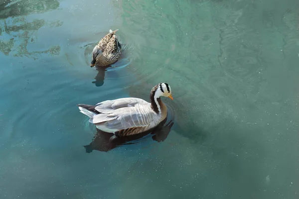 Cute goose and duck swimming in pond — Stock Photo, Image