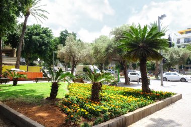 Palmiye ağaçlı sokak