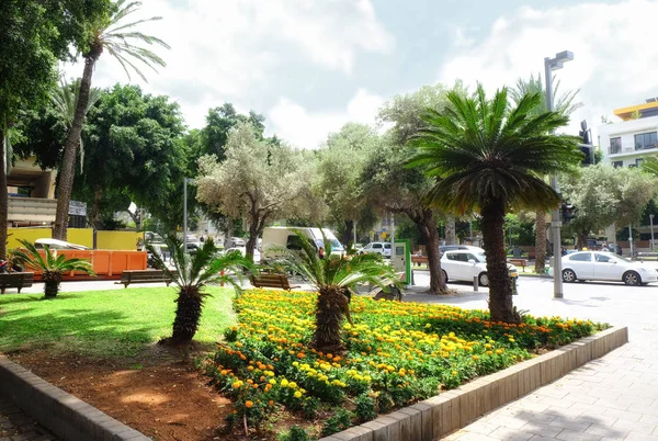 Palmiye ağaçlı sokak