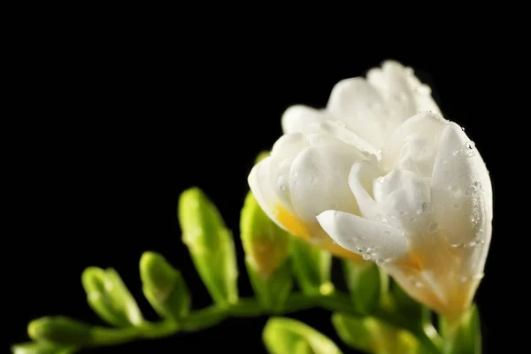 Vackra freesia blommor — Stockfoto