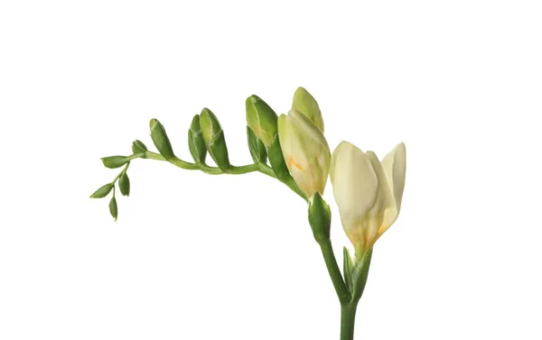 Belas flores freesia — Fotografia de Stock