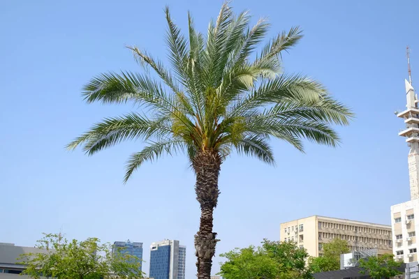 Palmera verde — Foto de Stock