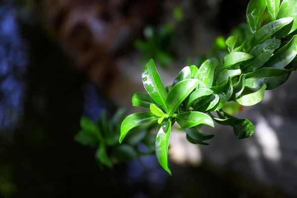 Plante tropicale verte — Photo