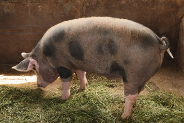 Sevimli yerli domuz çiftliğinde