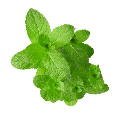 Taze nane yaprakları 