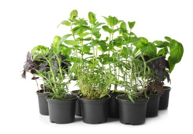 Biberiye ve nane ile tencere 