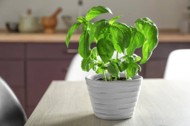 Tencerede yeşil fesleğen 