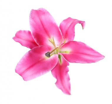 Beyaz arka planda güzel zambak çiçeği